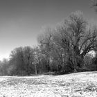 Bodenssee Ufer