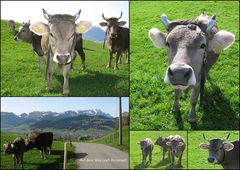 "Bodenständige" Kühe