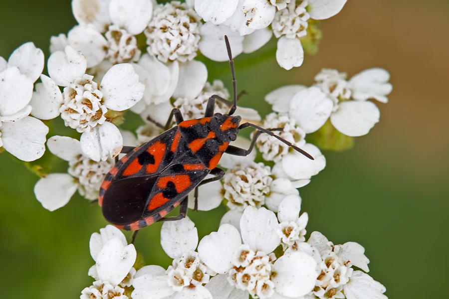 Bodenwanze "Knappe"