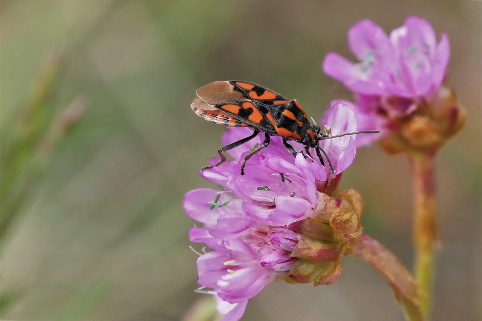 Bodenwanze Knappe (Spilostethus saxatilis) auf Grasnelke