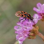 Bodenwanze Knappe (Spilostethus saxatilis) auf Grasnelke