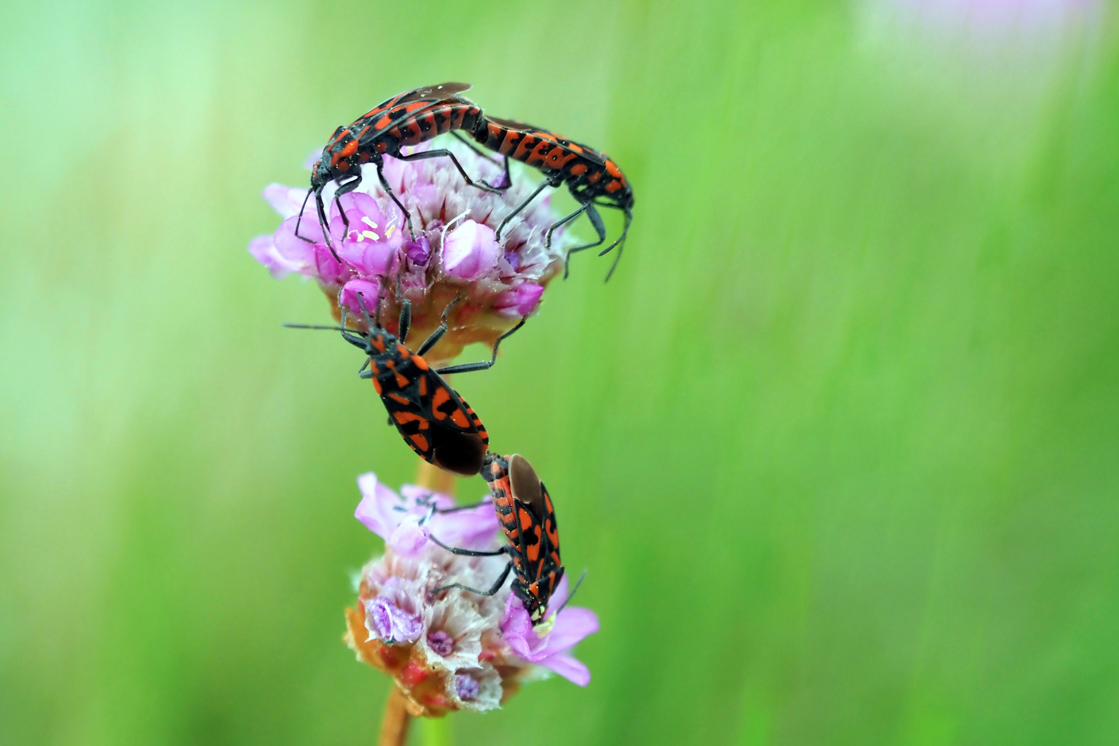 Bodenwanzen (Spilostethus saxatilis)