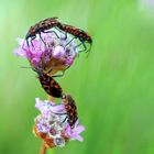 Bodenwanzen (Spilostethus saxatilis)