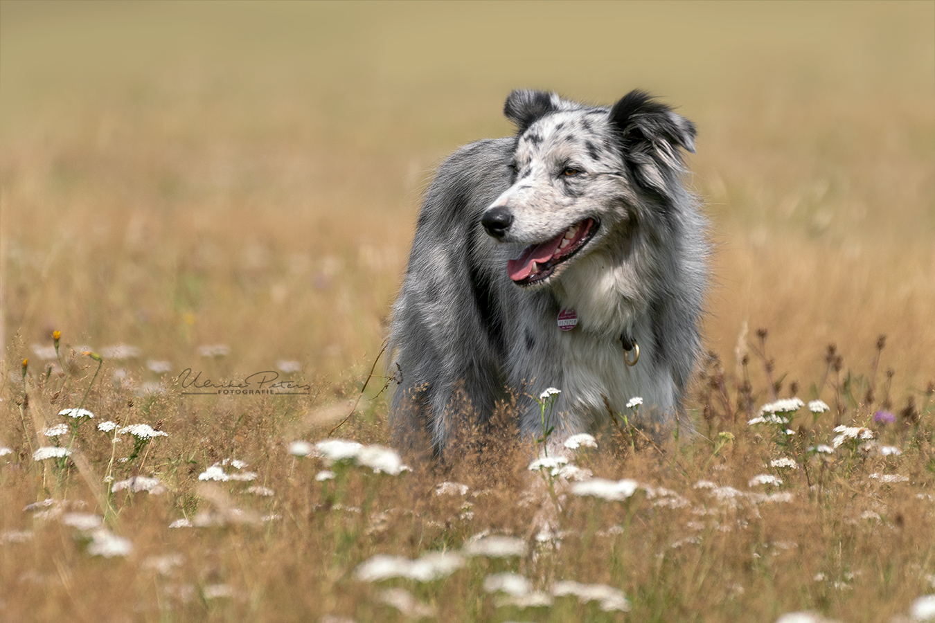 Boder Collie