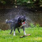 Bodercollie nach dem Bad