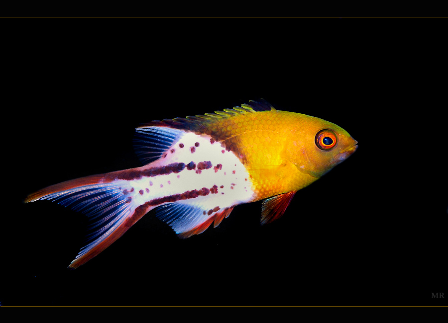 Bodianus anthioides (Zweifarben-Schweinslippfisch)
