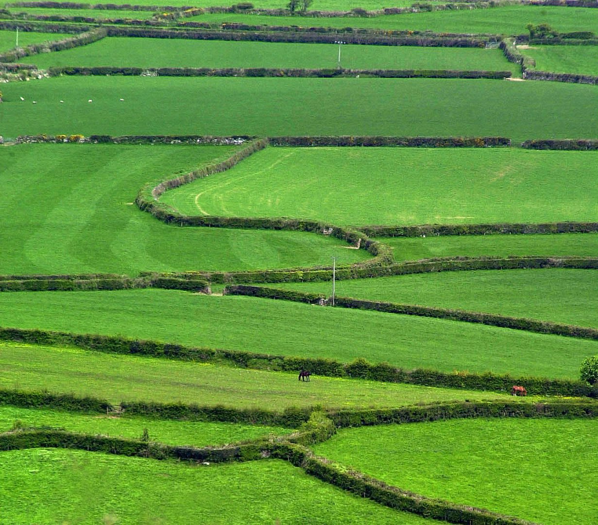 Bodmin Moor