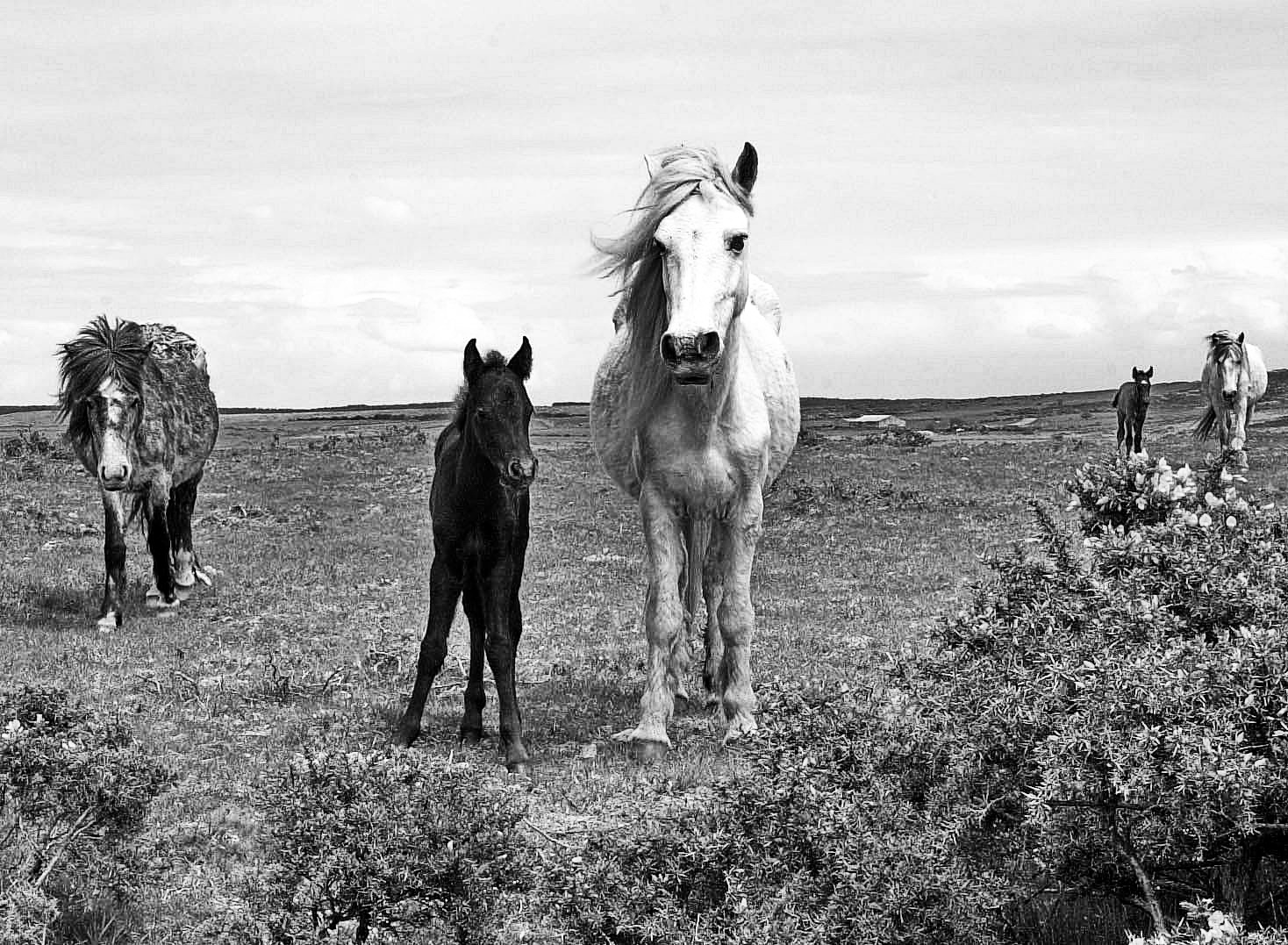 Bodmin Moor