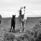 Bodmin Moor