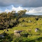 Bodmin moor