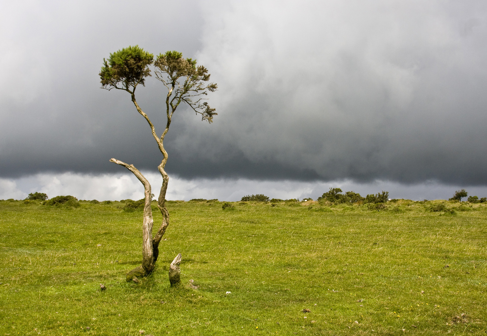 Bodminmoor