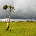 Bodminmoor