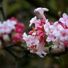 Bodnant Viburnum