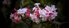 Bodnant Viburnum