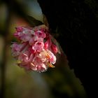 Bodnant Viburnum