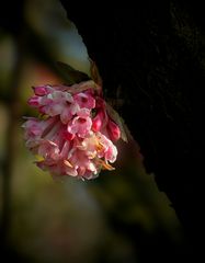 Bodnant Viburnum