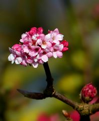 Bodnant Viburnum 