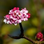 Bodnant Viburnum 