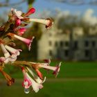 Bodnant viburnum