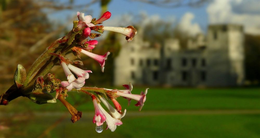 Bodnant viburnum