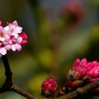 Bodnant Viburnum