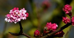 Bodnant Viburnum