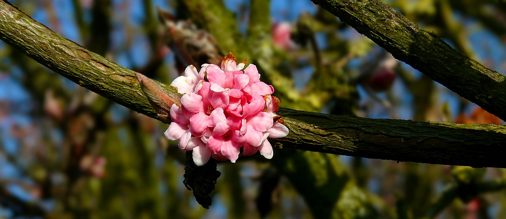 Bodnant viburnum