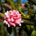 Bodnant viburnum