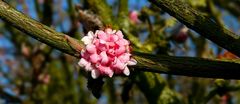 Bodnant viburnum