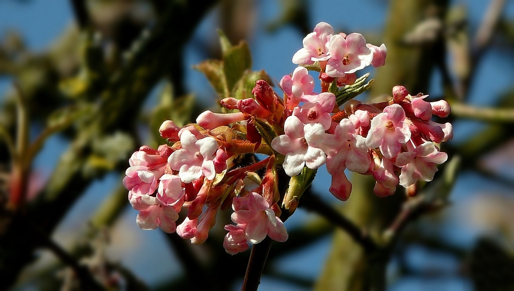 Bodnant viburnum