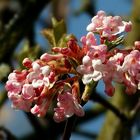 Bodnant viburnum