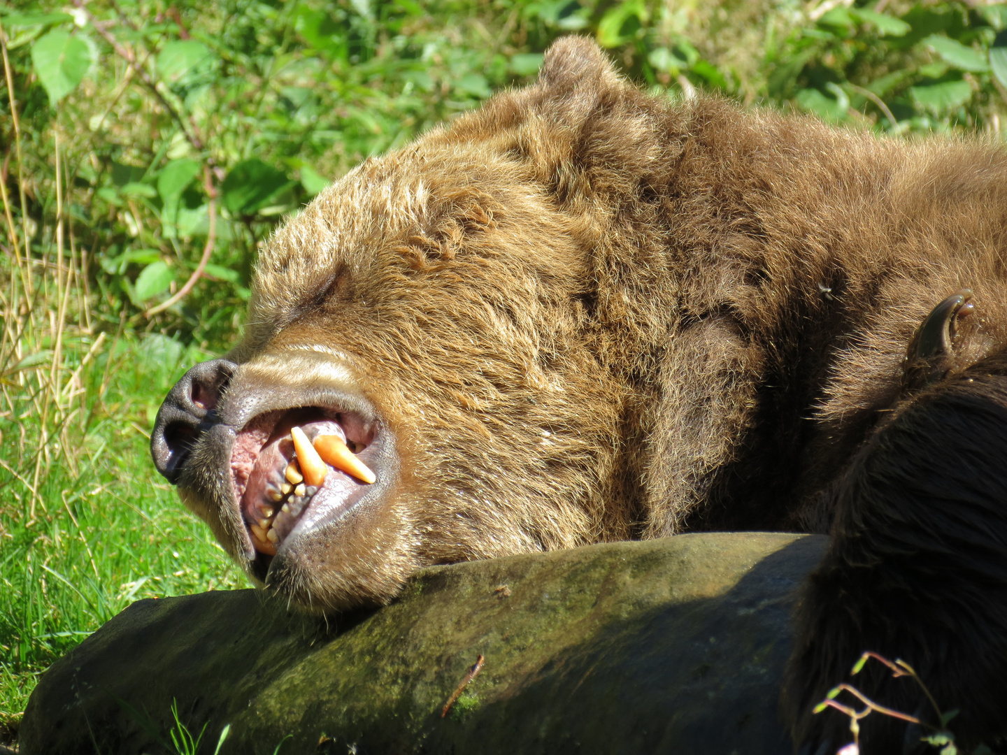 Bodo Bärenpark Schwarzwald