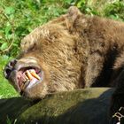 Bodo Bärenpark Schwarzwald