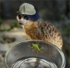 Bodos Abenteuer