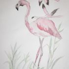 Bodo seine Flamingos