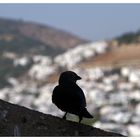 Bodrum, aus dem Burg