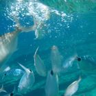 Bodrum Underwater 1 - Smugglers Bay