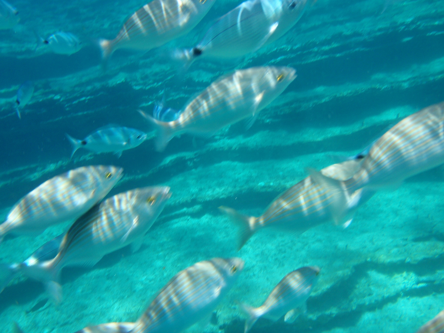 Bodrum Underwater 2 - Smugglers Bay