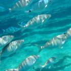 Bodrum Underwater 2 - Smugglers Bay