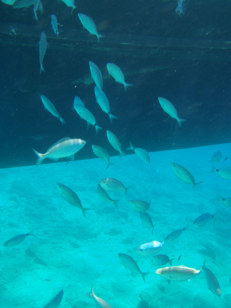 Bodrum Underwater 3 - Smugglers Bay