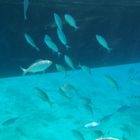 Bodrum Underwater 3 - Smugglers Bay