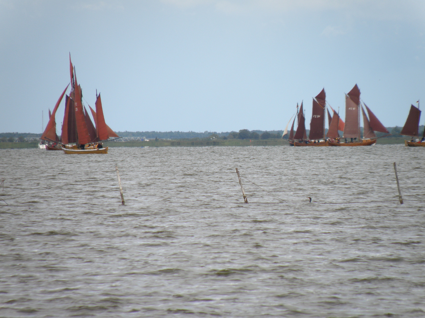 Bodtstedter Bodden Regatta der Zeesen