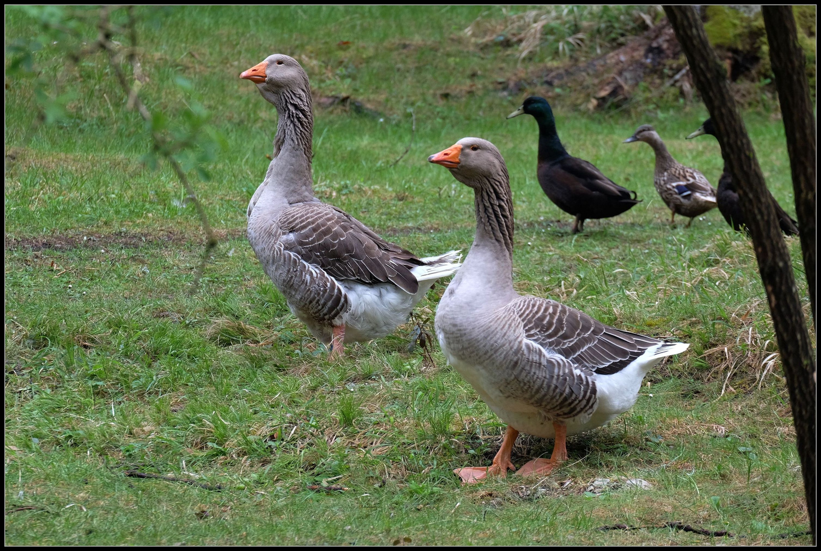 Bodyguards..