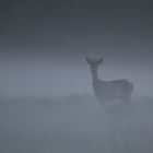 Böckchen im Nebel