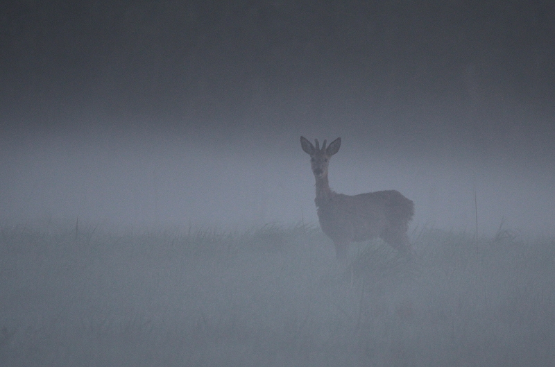 Böckchen im Nebel