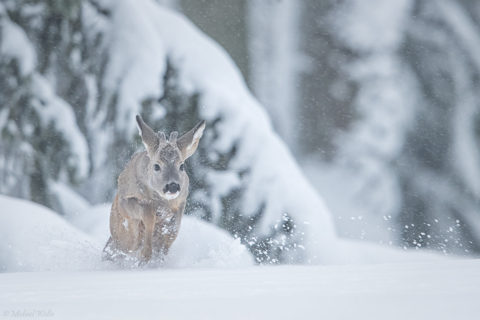 Böckchen im Schnee