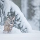 Böckchen im Schnee