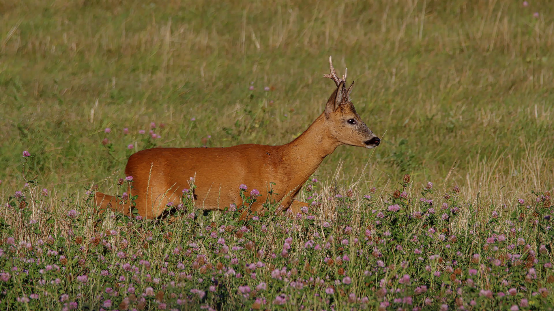 Böckchen in Eile