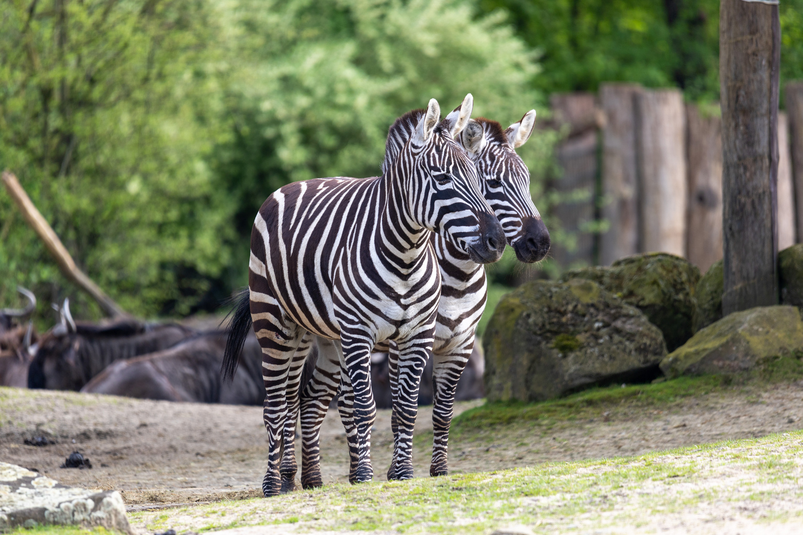 Böhm-Steppenzebra