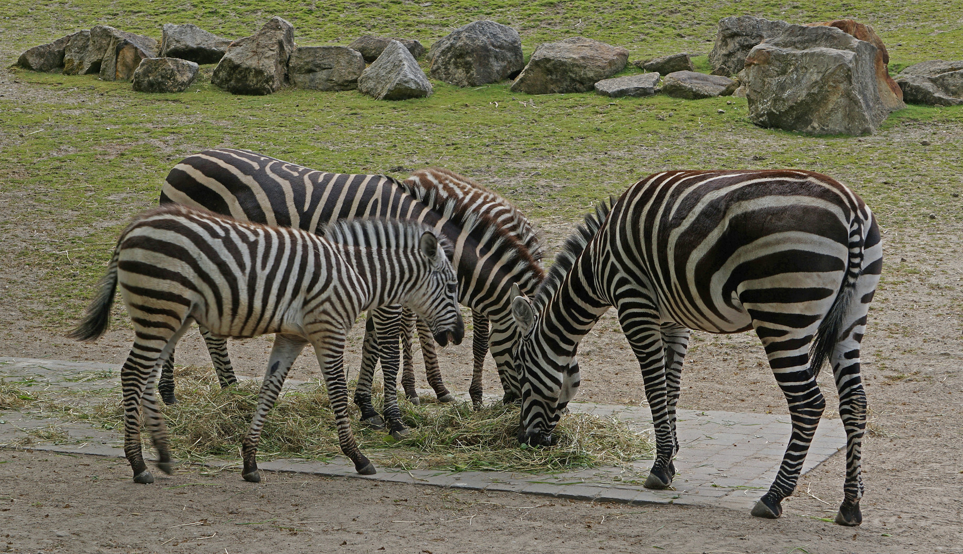 Boehm-Steppenzebra